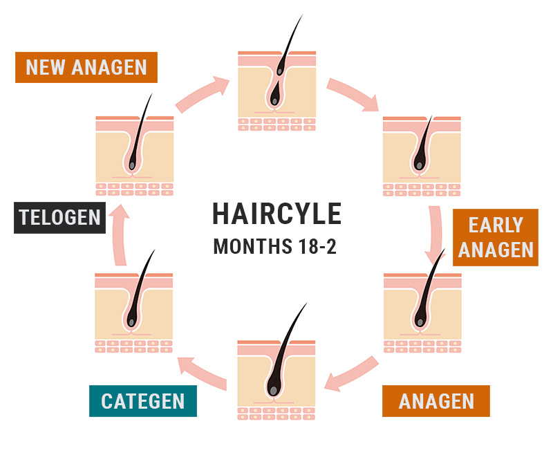 Hair cycle process