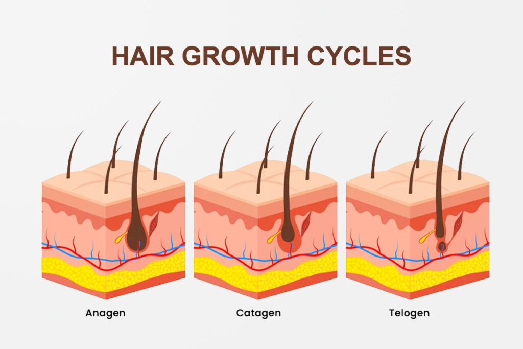 Natural hair growth shampoo extends anagen phase for longer stronger hair growth cycle